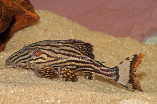 Picture of SOUTH AMERICAN PLECO-ROYAL MD      