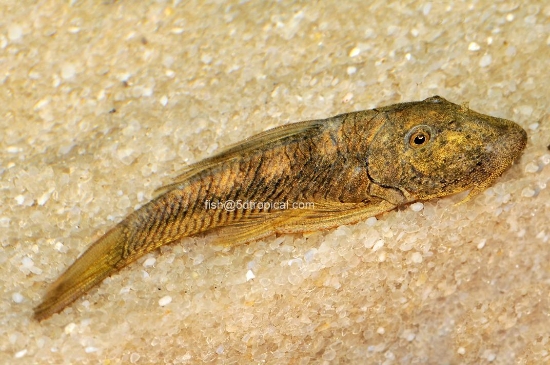 Picture of SOUTH AMERICAN PLECO-RUBBER PLEC(BULLDOG)        