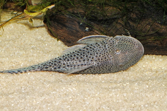 Picture of L-148 SPOT RUB PLECW.W.- 