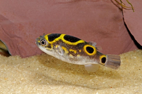 Picture of PUFFER-FIGURE 8  LRG(FW)       