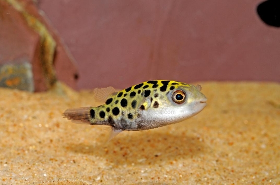 Picture of PUFFER GREEN SPOTTED (FW)-          