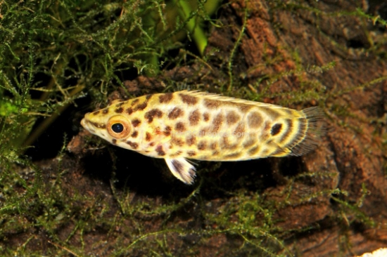 Picture of AFRICAN FISH- CTENOPOMA LEOPARD- SMALL      