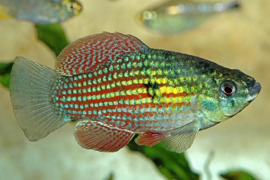 Picture of KILLIFISH-FLAG FISH-               