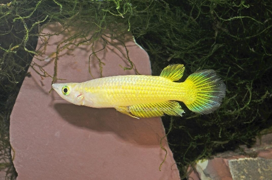 Picture of KILLIFISH-GOLD WONDER (STRIPED PANCHAX)   