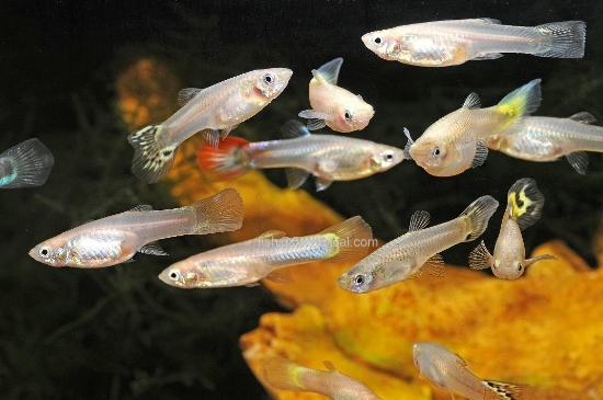 Picture of GUPPY-FANCY MIX GUPP FEMALE        