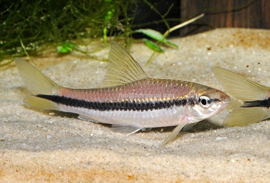 Picture of MISC-SIAMESE ALGAE EATER (FLORIDA BRED)         