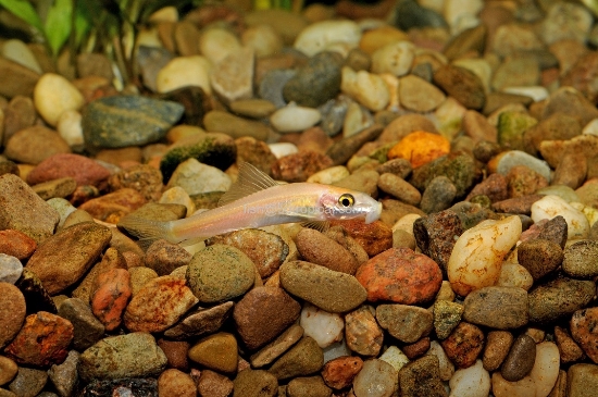 Picture of FAR EAST - GOLDEN CHINESE ALGAE EATER