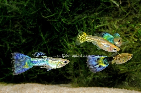 Picture of GUPPY-ASSORTED COBRA MALE   