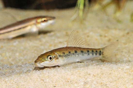 Picture of FAR EAST-CHINESE ALGAE EATER   