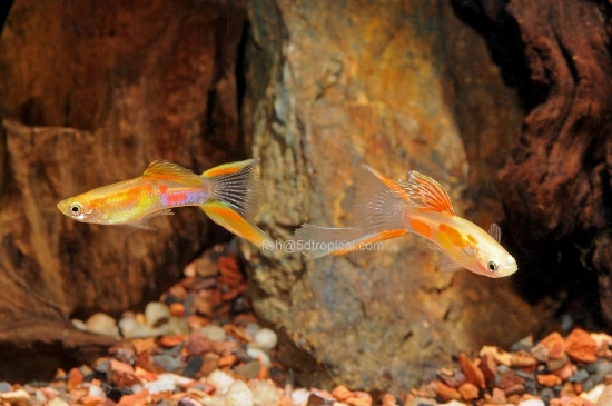 Picture of BLONDE LYRE MALE GUPP-   