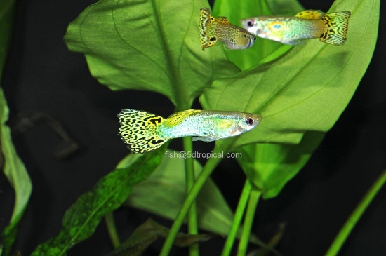 Picture of GUPPY-GREEN COBRA MALE