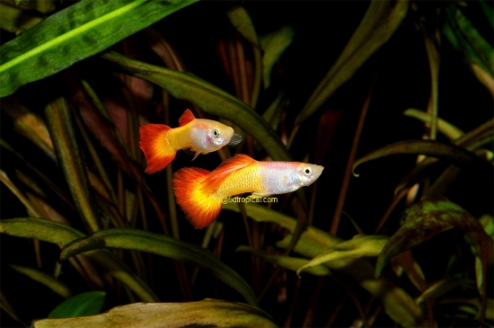 Picture of GUPPY-TEQUILA SUNRISE MALE-    