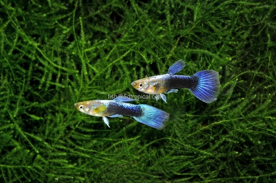 Picture of GUPPY TURQUOISE BLUETAIL MALE  