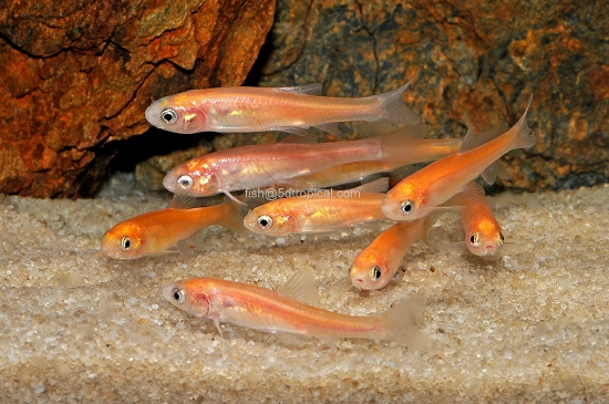 Picture of FEEDER-ROSY REDS SMALL  (FATHEAD MINNOW)   