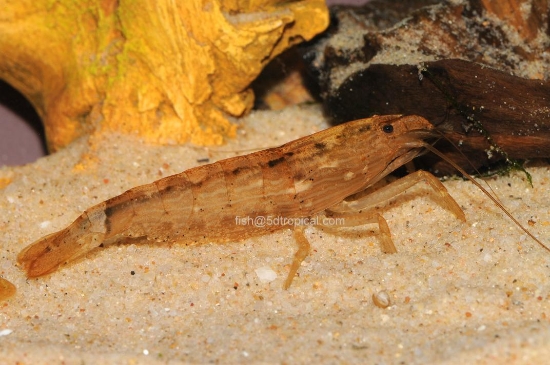 Picture of SHRIMP-BAMBOO SHRIMP    