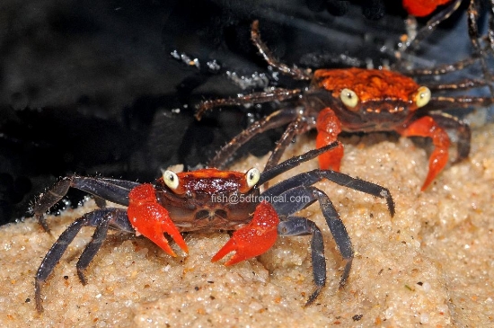 Picture of RED VAMPIRE CRAB-W.W.    