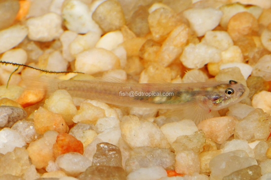 Picture of RAINBOW GOBY-            