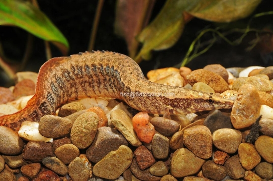 Picture of FAR EAST-SPINE EEL(PEACOCK)                