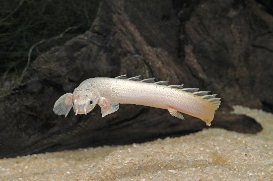 Picture of AFRICAN FISH - BICHIR(SENEGAL)-         