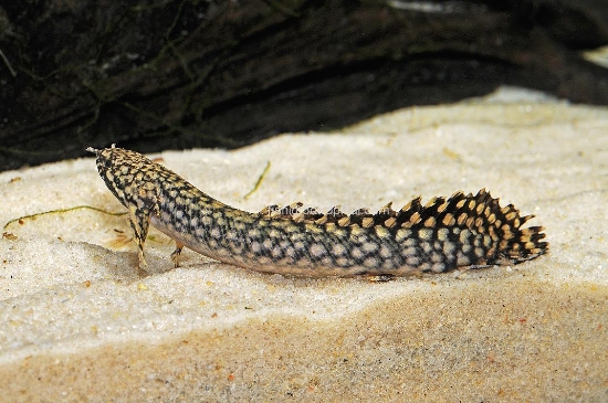 Picture of MISC-BICHIR (ORNATE)          