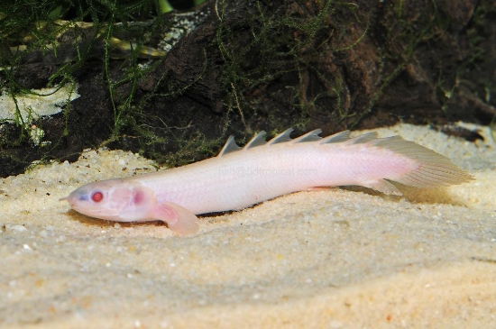 Picture of AFRICAN FISH-ALBINBO SENEGAL BICHIR              