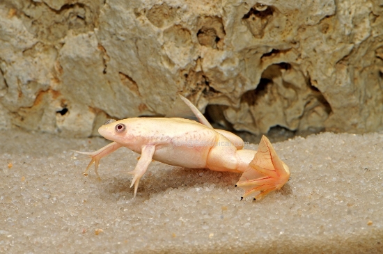 Picture of AMPHIBIAN-ALBINO CLAWED FROG(NO CA,VA,NJ  