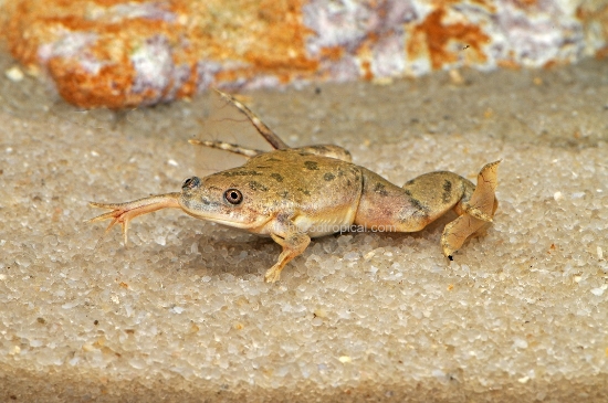 Picture of AMPHIBIAN-AFRICAN CLAWED FROG-XENOPUS LAEVIS-(NO AZ,CA,VA,NJ)