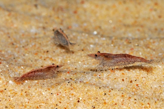 Picture of SHRIMP-RED CHERRY  