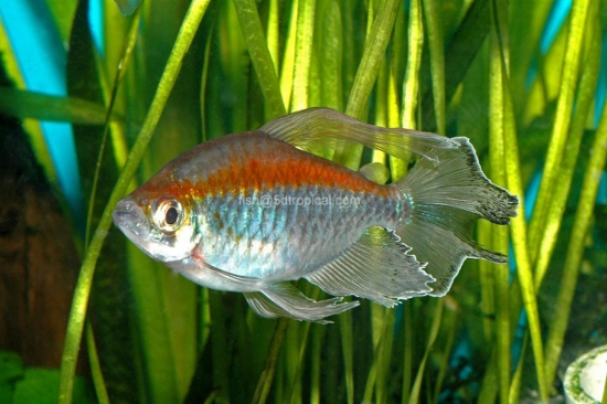 Picture of TETRA-CONGO (ALL MALE)   