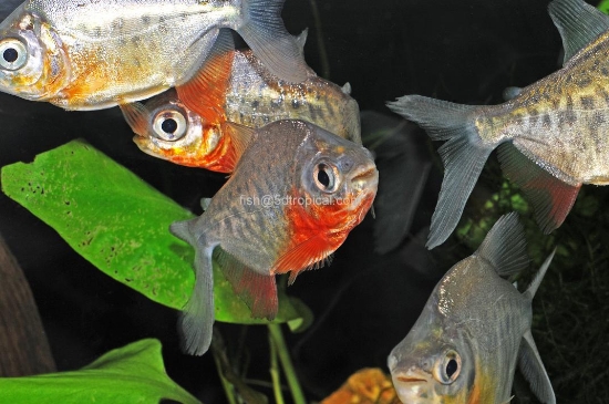 Picture of SOUTH AMERICAN TETRA-RED PACU SM-             