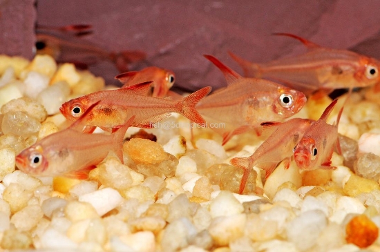 Picture of SOUTH AMERICAN TETRA - RED PHANTOM        