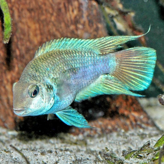 Picture of HONDURN RD PNT REG-      