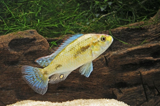 Picture of AFRICAN HAPS- ASTATOTILAPIA CALLIPTERA REG    