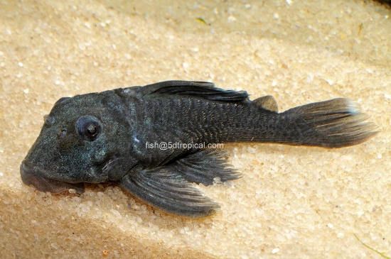 Picture of L-239 BLUE PANAQUE PLE-  