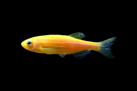 Picture of GLOFISH(R)DANIO-SUNBURST ORANGE(R) 