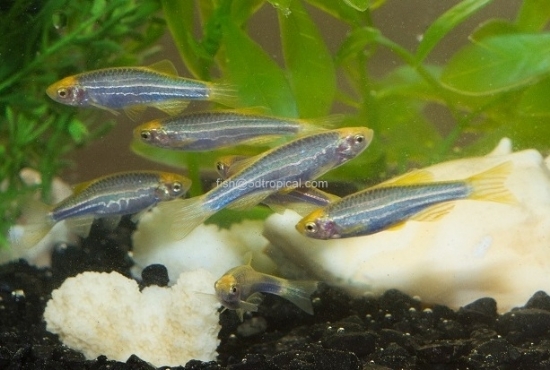 Picture of GLOFISH(R)-DANIO COSMIC BLUE(R)