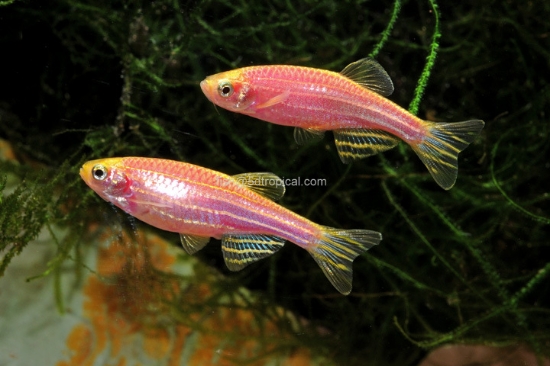 Picture of GLOFISH(R)DANIO-GALACTIC PURPLE(R)  