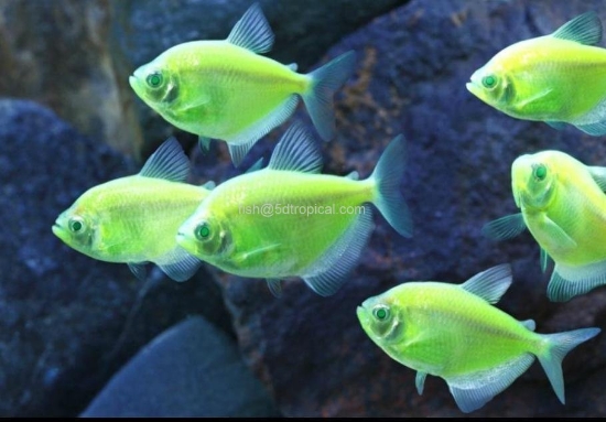 Picture of GLOFISH(R)TETRA-ELECTRIC GREEN(R)