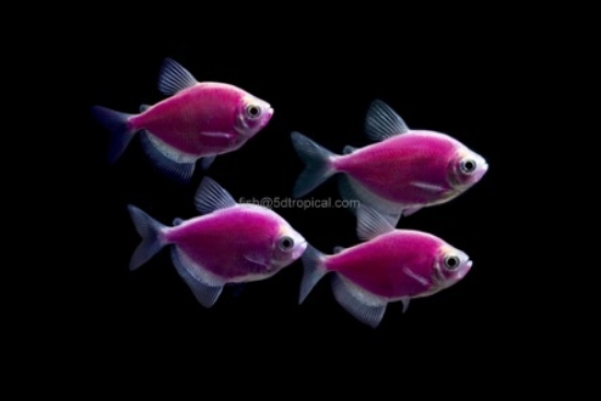 Picture of GLOFISH(R)TETRA-GALACTIC PURPLE(R)