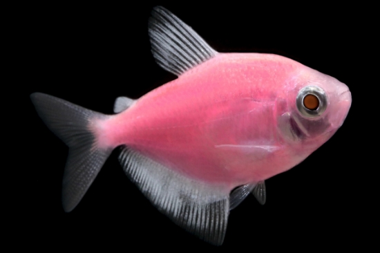 Picture of GLOFISH(R)TETRA-MOONRISE PINK(R)  