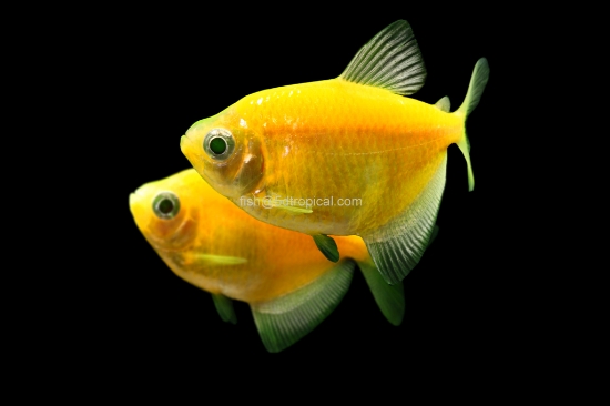 Picture of GLOFISH(R)TETRA-SUNBURST ORANGE(R)