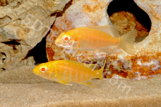 Picture of AFRICAN PEACOCK STRAWBERRY REG     