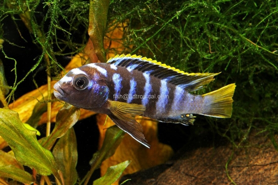 Picture of AFRICAN MBUNA-LAB. MBAMBA MD(YELLOW FIN) 