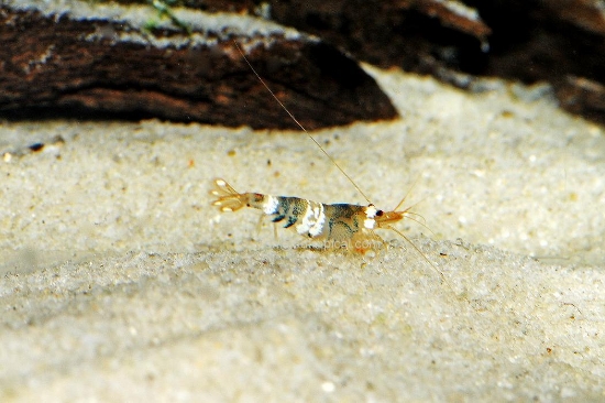 Picture of SHRIMP-BLACK CRYSTALBEE     