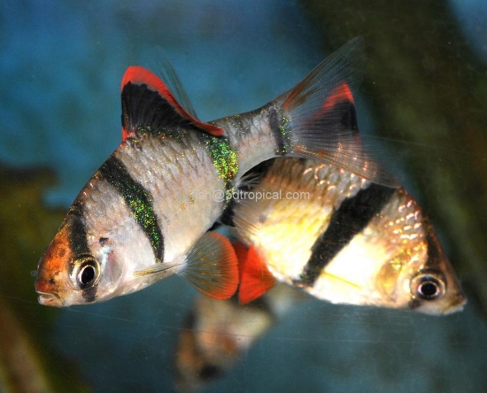 Picture of BARB-TIGER BARB MED             