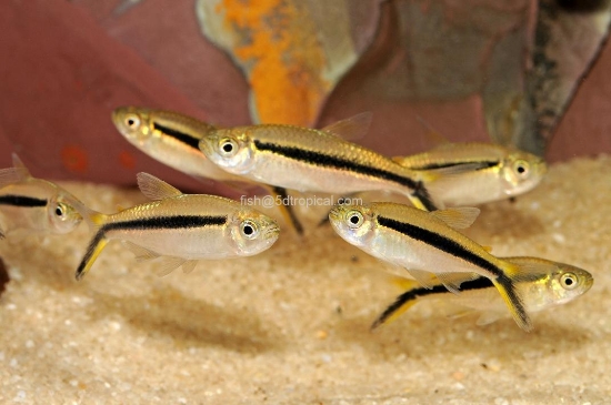 Picture of TETRA-PENGUIN TETRA            