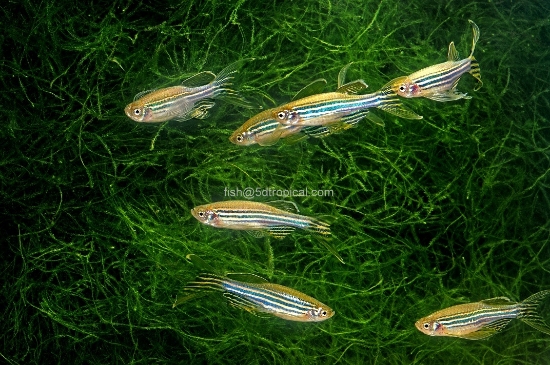 Picture of DANIO-LONGFIN ZEBRA   