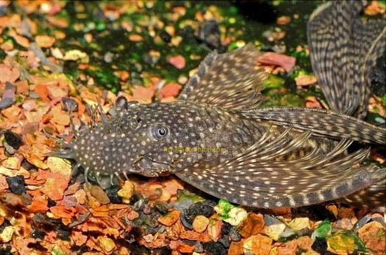 Picture of PLECO-BUSHYNOSE ANCISTRUS LONGFIN-1-1.5" 