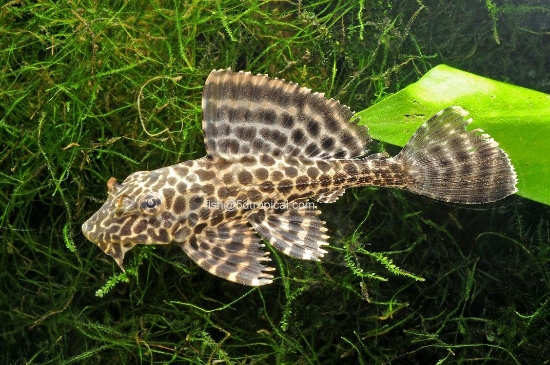 Picture of PLECO-PTERYGOPLICHTHYS GIBBICEPS 2"