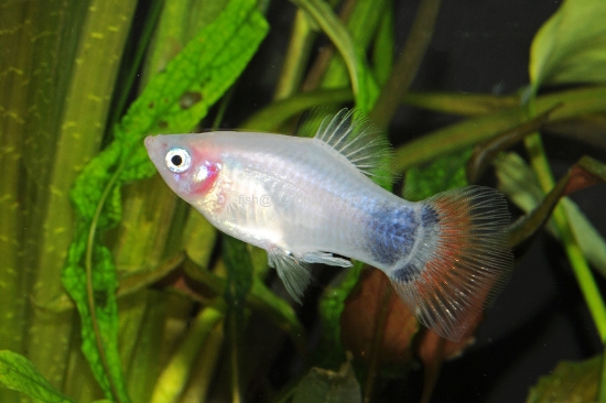 Picture of PLATY-WHITE MICK MOUSE   